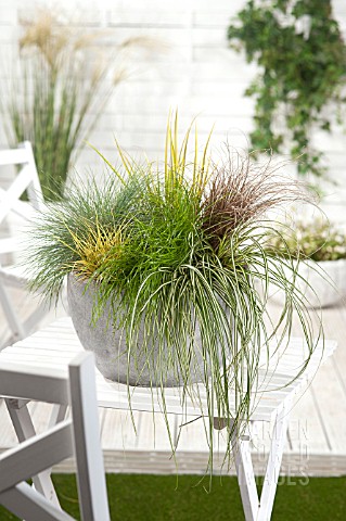 MIXED_GRASSES_IN_CONTAINER