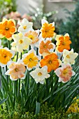 NARCISSUS BUTTERFLY MIX