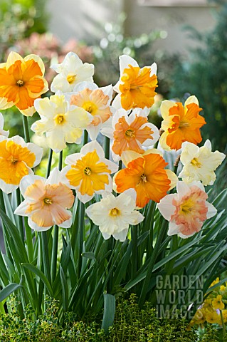 NARCISSUS_BUTTERFLY_MIX