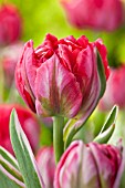 TULIPA ETERNAL FLAME