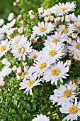 ASTER DUMOSUS SCHNEEKISSEN