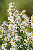 ASTER ERICOIDES GOLDEN SPRAY