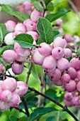 SYMPHORICARPOS AMETHYST