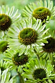 ECHINACEA PURPUREA GREEN JEWEL