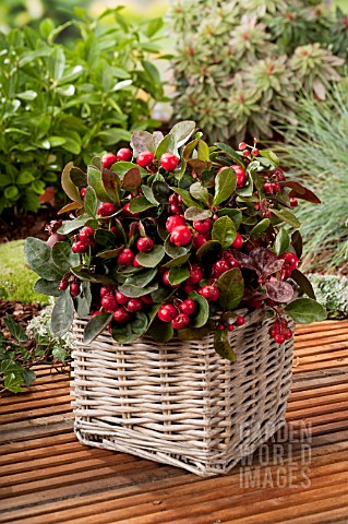 GAULTHERIA_IN_BASKET