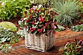 GAULTHERIA IN BASKET