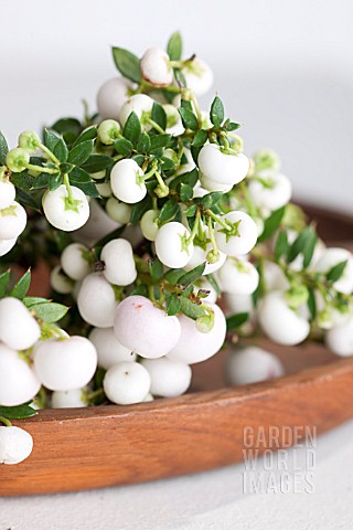 FESTIVE_DECORATION_WITH_GAULTHERIA