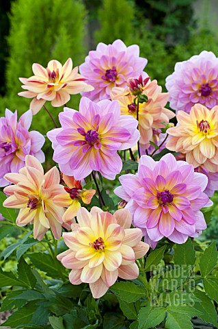 DAHLIA_MIX_HAPPY_BUTTERFLY_PINK_BUTTERFLY