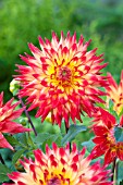 DAHLIA MERLUZA