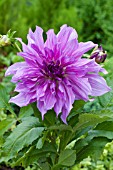 DAHLIA LAVENDER RUFFLES