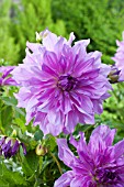 DAHLIA LAVENDER RUFFLES