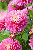 DAHLIA MELODY PINK ALLEGRO