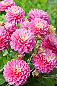 DAHLIA MELODY PINK ALLEGRO