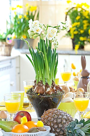 BREAKFAST_TABLE_WITH_NARCISSUS_AT_EASTER