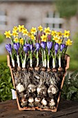 LAYERED BULBS (NARCISSUS AND CROCUS), LASAGNE METHOD OF PLANTING