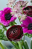 SPRING BOUQUET OF ASTRANTIA, ANEMONE AND RANUNCULUS