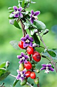 LYCIUM BARBARUM, (GOJI BERRY)