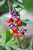 LYCIUM BARBARUM, (GOJI BERRY)