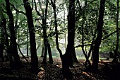 FAGUS SYLVATICA, BEECH