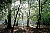 FAGUS SYLVATICA, BEECH