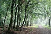 FAGUS SYLVATICA, BEECH