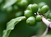 COFFEA ARABICA, COFFEE