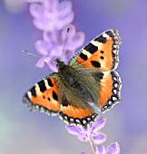 LAVANDULA, LAVENDER