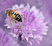 ALLIUM SCHOENOPRASUM, CHIVE