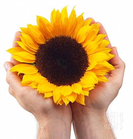 HELIANTHUS_SUNFLOWER