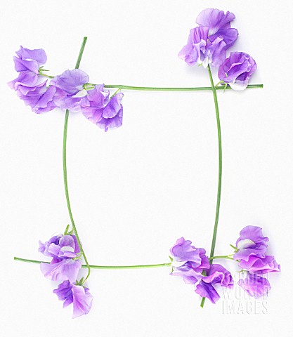 LATHYRUS_ODORATUS_SWEET_PEA