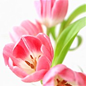 TULIPA, TULIP