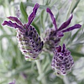 LAVANDULA STOECHAS