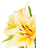 LILIUM, LILY