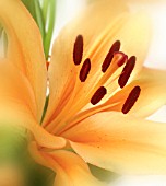 LILIUM, LILY