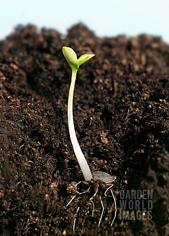 YOUNG_SEEDLING_GROWING_IN_SOIL