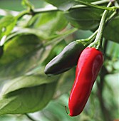 CAPSICUM ANNUUM, (CHILI PEPPER)