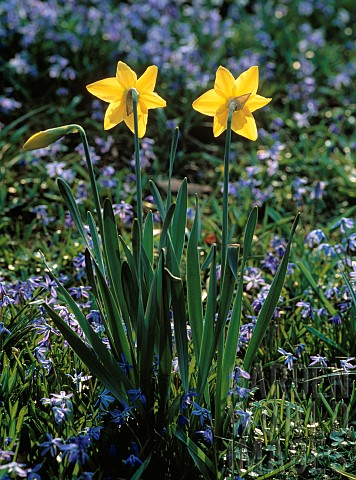 Daffodil_Narcissus_Yellow_subject