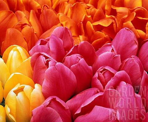 Tulip_Tulipa_Mass_of_pink_orange_and_yellow_coloured_flowers