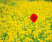 Poppy & Oilseed rape, Papaver rhoeas & Brassica oleracea, Yellow subject.