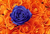 Rose, Rosa, Single Blue flower in mass or orange blooms.