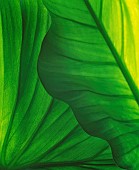 Leaf, Green subject, Detail of back lit leaves showing pattern.