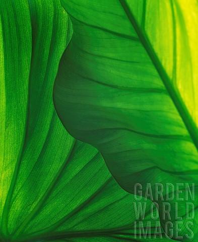 Leaf_Green_subject_Detail_of_back_lit_leaves_showing_pattern