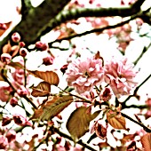 PRUNUS, CHERRY