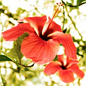 HIBISCUS, HIBISCUS