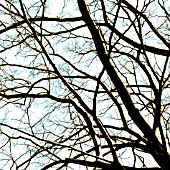 BARE WINTER BRANCHES, ART.