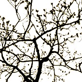 BARE BRANCHES WITH WINTERY SKY