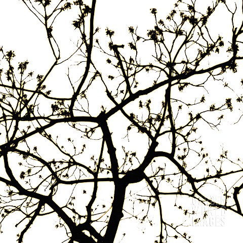BARE_BRANCHES_WITH_WINTERY_SKY