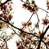 MAGNOLIA, MAGNOLIA