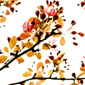 PRUNUS, CHERRY