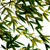 PHYLLOSTACHYS, BAMBOO